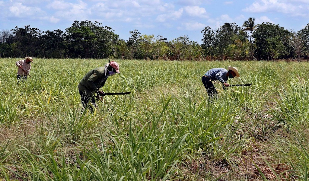 Argentina y Cuba avanzan en acciones de cooperación agropecuaria mutua