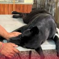Apuñalaron a un perro que defendió a una mujer que era golpeada en Orán